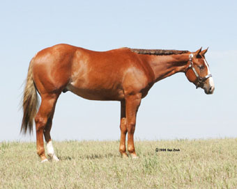 2006 Sorrel AQHA Colt SOLD