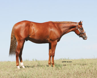 2005 Sorrel AQHA Colt for sale