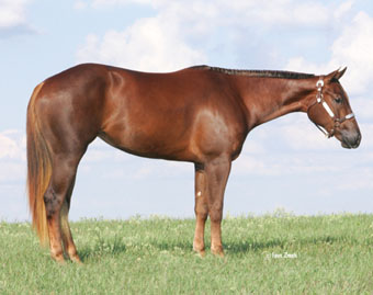 2004 Chestnut AQHA Filly for sale
