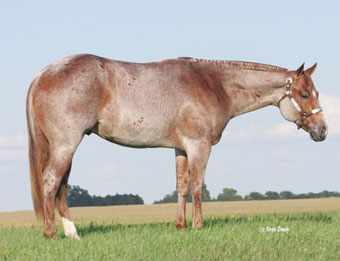 2004 Red Roan AQHA Colt for sale